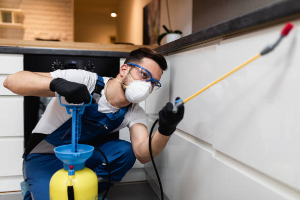 Wasp Removal Services in Winner, SD