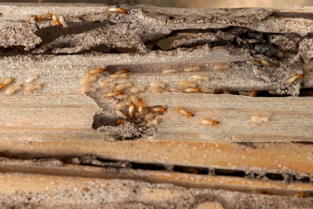 Best Mosquito Control Services  in Winner, SD